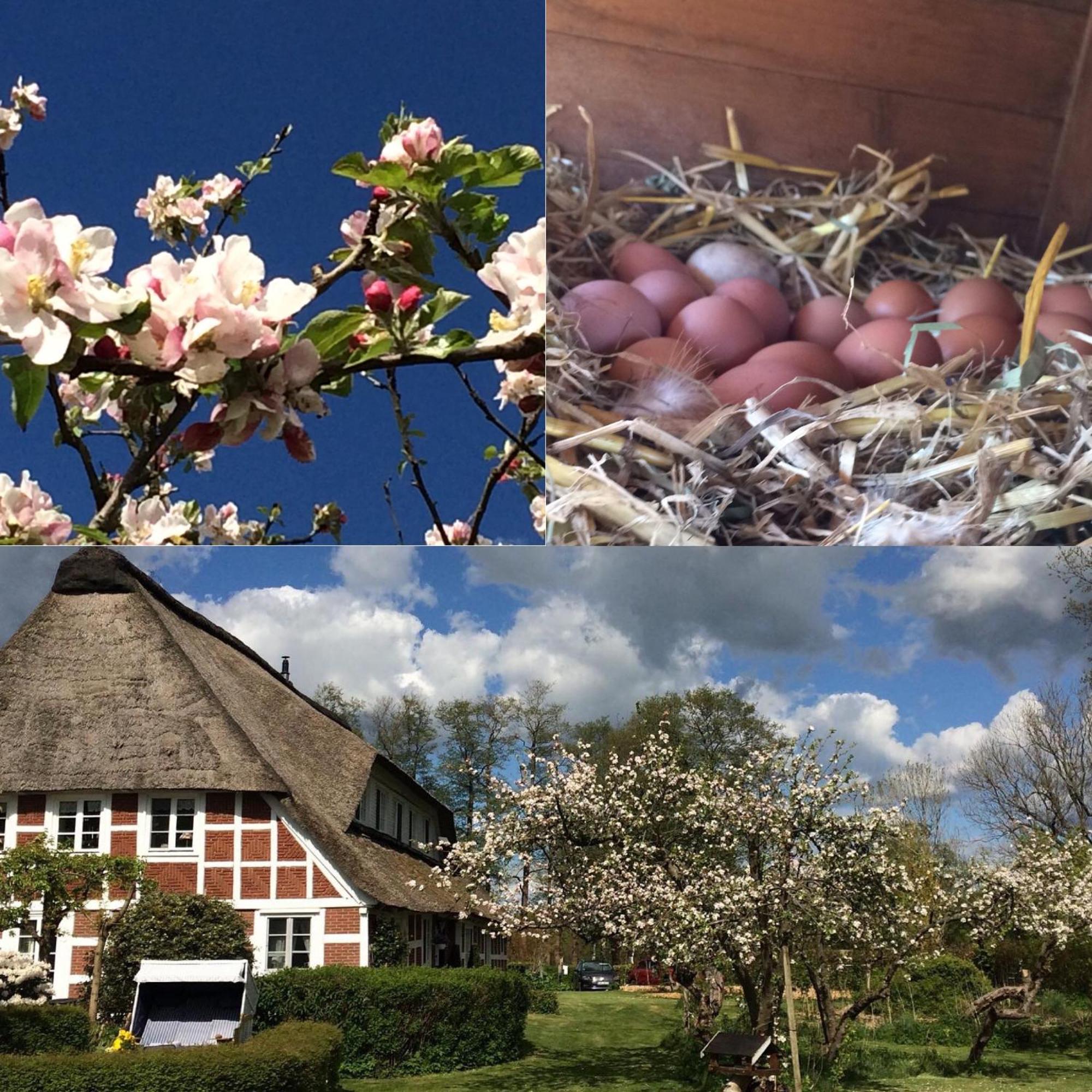 Altes Landhaus Oste, Klavier Appartement, 2 Zimmer Mit Kamin Hemmoor Экстерьер фото